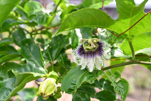 パッションフルーツ 花
出典：庭木図鑑　植木ペディア　https://www.uekipedia.jp/