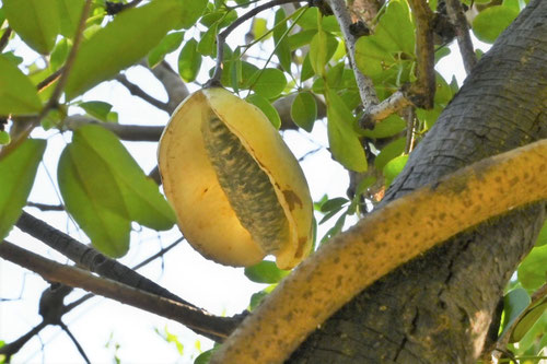 木通-アケビの実
出典：庭木図鑑　植木ペディア　https://www.uekipedia.jp/