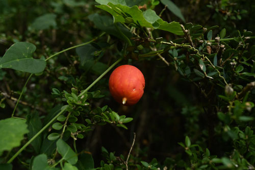からすうり-実
出典：庭木図鑑　植木ペディア　https://www.uekipedia.jp/