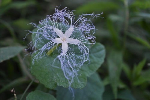 からすうり
出典：庭木図鑑　植木ペディア　https://www.uekipedia.jp/