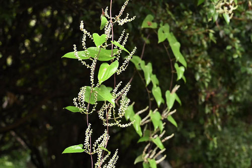 やまのいも（花）
出典：庭木図鑑　植木ペディア　https://www.uekipedia.jp/