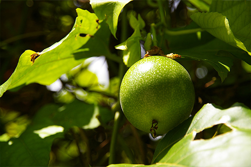 パッションフルーツ 花
出典：庭木図鑑　植木ペディア　https://www.uekipedia.jp/