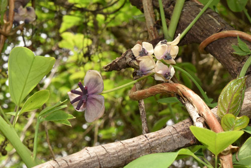 アケビ（花）
出典：庭木図鑑　植木ペディア　https://www.uekipedia.jp/