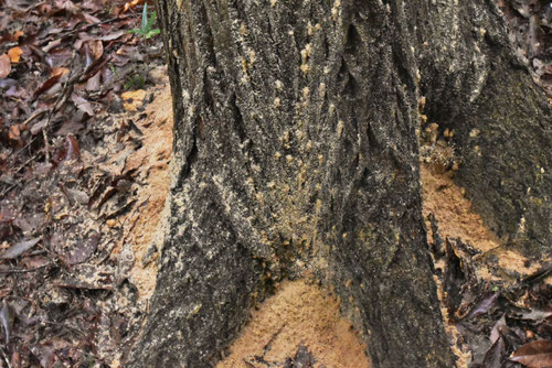 キクイムシが侵入したコナラの木の様子
出典：庭木図鑑　植木ペディア　https://www.uekipedia.jp/
